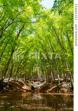 250430 十日町市 松野山美人林林 132340012