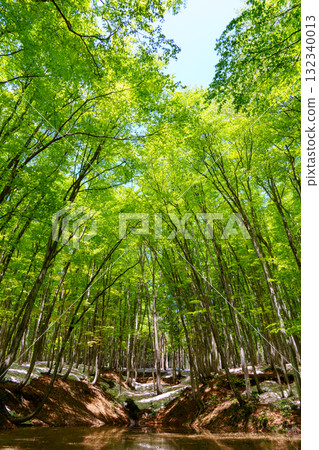 250430 Tokamachi City Matsunoyama Bijinrin Forest 250430 Tokamachi City Matsunoyama Bijinrin Forest 132340013