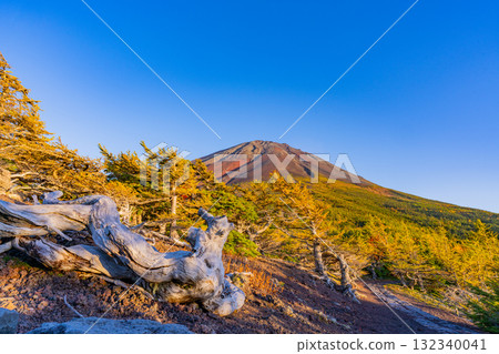 【山梨縣】富士山斯巴魯線奧庭：夕陽照亮枯木 132340041