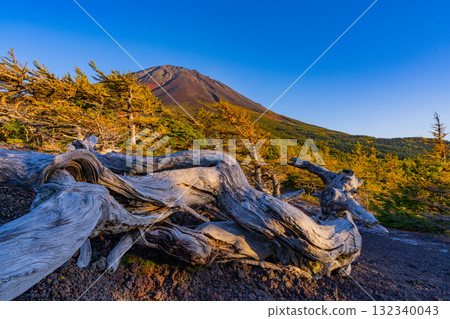 [Yamanashi Prefecture] Mount Fuji Subaru Line Okuniwa: The setting sun illuminates the dead trees 132340043