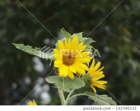 Close-up of a small sunflower with worm-eaten leaves 132340131
