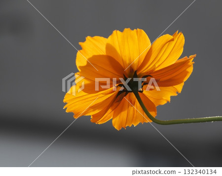 The backside of orange cosmos petals shining in the backlight 132340134