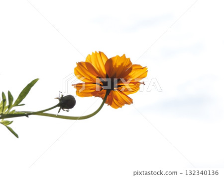 藍天映襯下,橙色的宇宙和花蕾被背光照亮 藍天映襯下,橙色的宇宙和花蕾被背光照亮 132340136