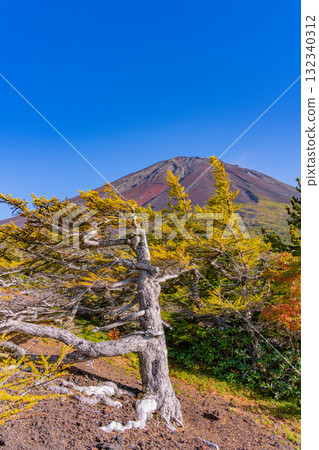 【山梨縣】富士山斯巴魯線：晴空下的內庭紅葉 132340312