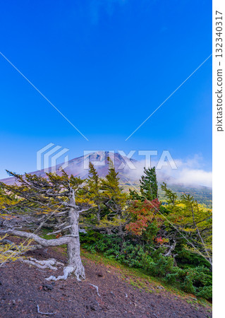 [Yamanashi Prefecture] Mt. Fuji Subaru Line: Autumn leaves in the inner garden under clear skies 132340317
