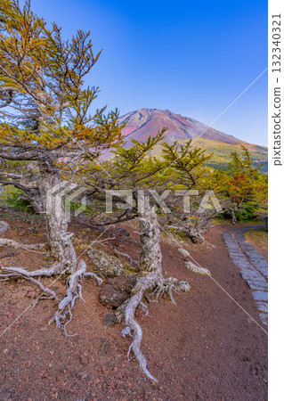 [Yamanashi Prefecture] Mt. Fuji Subaru Line: Autumn leaves in the inner garden under clear skies 132340321