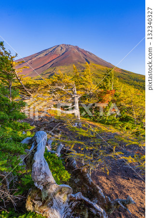 【山梨縣】富士山斯巴魯線：晴空下的內庭紅葉 132340327