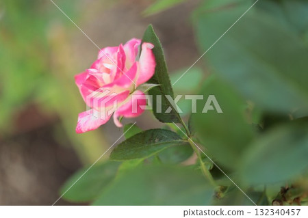 I took a picture of a beautiful rose in the rose garden. I took a picture of a beautiful rose in the rose garden. 132340457