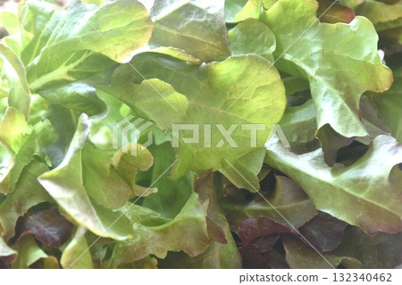 fresh red and green oak vegetable salad with drop of water arranging on plate 132340462
