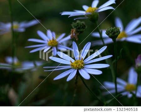 鏡川河畔的野菊花和果實 132340518