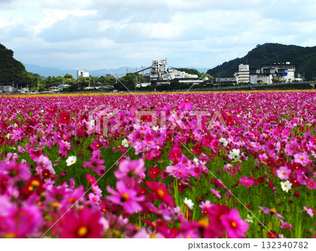 A dull sky, a white factory, and a red cosmos field (a cement factory, a water gate, and cosmos) A dull sky, a white factory, and a red cosmos field (a cement factory, a water gate, and cosmos) 132340782