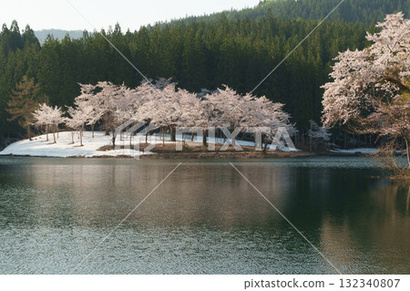 250501 Cherry blossoms in Nakago, Tsunan Town 132340807
