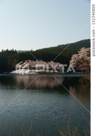 250501 Cherry blossoms in Nakago, Tsunan Town 132340809