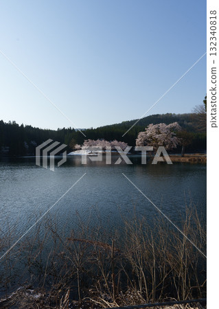 250501 Cherry blossoms in Nakago, Tsunan Town 132340818