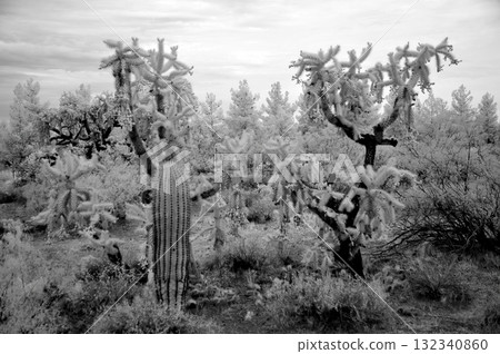 Sonora Desert Arizona in Infrared 132340860