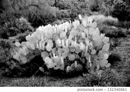 Prickly Pear Cactus Infrared Prickly Pear Cactus Infrared 132340861