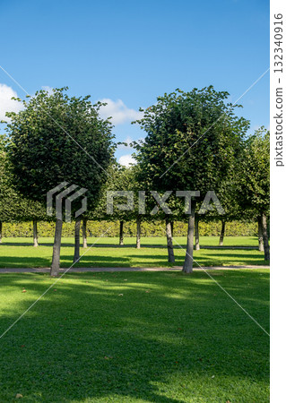 Exploring the lush gardens surrounding the Great Catherine Palace, revealing perfectly shaped trees under a bright blue sky 132340916