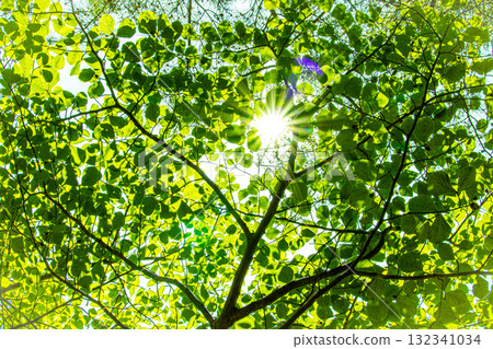 The sun shining through the fresh green forest 132341034