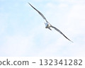 黑尾鷗翱翔天空－展翅翱翔的美好瞬間 132341282