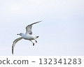 黑尾鷗翱翔天空－展翅翱翔的美好瞬間 132341283