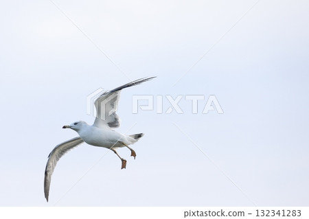Black-tailed Gulls Flying in the Sky — A Beautiful Moment of Spreading Their Wings and Flying Freely Black-tailed Gulls Flying in the Sky — A Beautiful Moment of Spreading Their Wings and Flying Freely 132341283