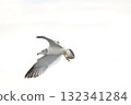 黑尾鷗翱翔天空－展翅翱翔的美好瞬間 132341284
