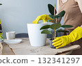 Woman replanting ficus elastica house plant in a bigger flower pot. 132341297