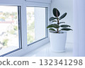 Ficus elastica robusta house plant in a white flower pot on a window sill in apartment. 132341298