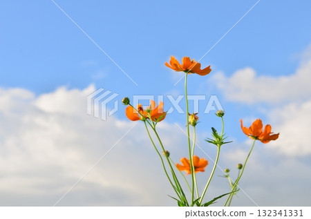Cosmos blooming against the blue sky 132341331