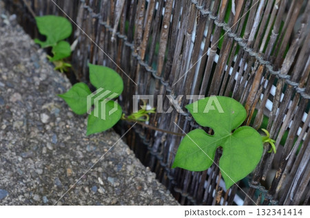 牽牛花葉－花園裡溫柔的綠色表達 132341414