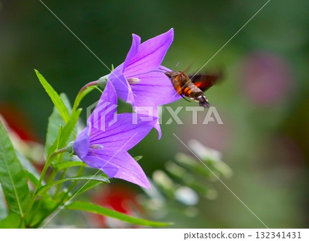一隻繁星點點的天蛾正在吸食風鈴草的花蜜 132341431