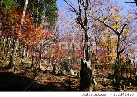 Autumn leaves 500 Arhats 132341450