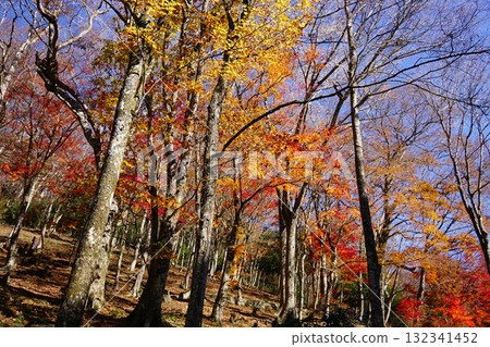 Autumn leaves Autumn leaves 132341452