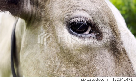 Close up to eye of cute gray cow at lawn. Sight of a friendly mammal animal at countryside. Profile of beautiful kine grazing outdoor. Cattle on pasture. Concept of livestock husbandry 132341471