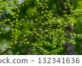 落葉松新綠 132341636