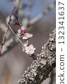 梅花 132341637