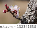 梅花 132341638