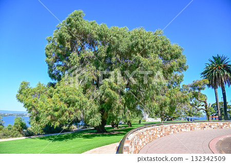 Beautiful scenery at Kings Park in Perth 132342509