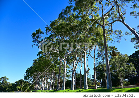 珀斯國王公園的美麗風景 132342523