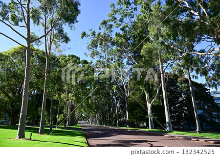 Beautiful scenery at Kings Park in Perth Beautiful scenery at Kings Park in Perth 132342525