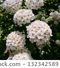 White flowers galore 132342589
