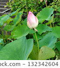Matsudo lotus 132342604