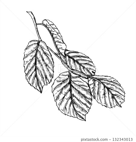 Hazel leaves monochrome vector illustration painted by black inks. Etching drawing of foliage branch. Floral hand drawn composition for garden book design, poster, packaging decor, label Hazel leaves monochrome vector illustration painted by black inks. Etching drawing of foliage branch. Floral hand drawn composition for garden book design, poster, packaging decor, label 132343013