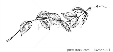 Curling abstract vine shoots with tendrils monochrome vector illustration painted by black inks. Hand drawn plant branch for wedding stationery, greeting card, organic product packaging 132343021