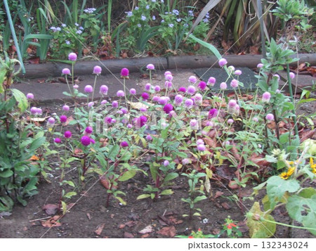 花序看起來像桃紅色的花朵 132343024