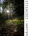 太陽在森林裡 132343113