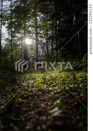 Sun in the forest 132343113