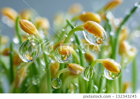 Macro focus on oil droplets among sprouting grains illustrating themes of ostracism and isolation Macro focus on oil droplets among sprouting grains illustrating themes of ostracism and isolation 132343245