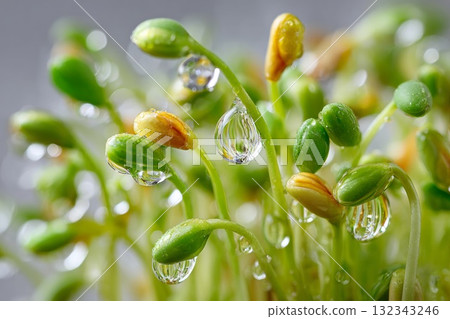 Macro focus on oil droplets among sprouting grains, symbolizing isolation and exclusion in nature Macro focus on oil droplets among sprouting grains, symbolizing isolation and exclusion in nature 132343246
