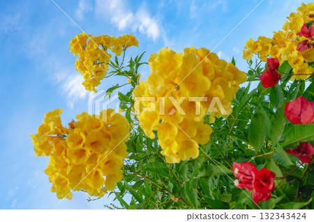 Yellow Bells Flowers Against Blue Sky at Hurghada Rest Stop Egypt. Yellow Bells Flowers Against Blue Sky at Hurghada Rest Stop Egypt. 132343424